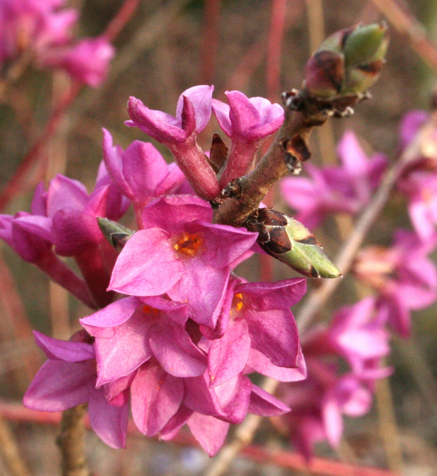 دافنه مزریوم